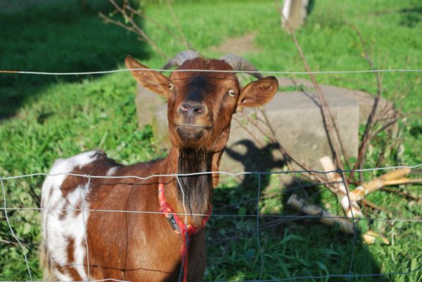 Viele Tiere warten bei uns auf Ferienkinder